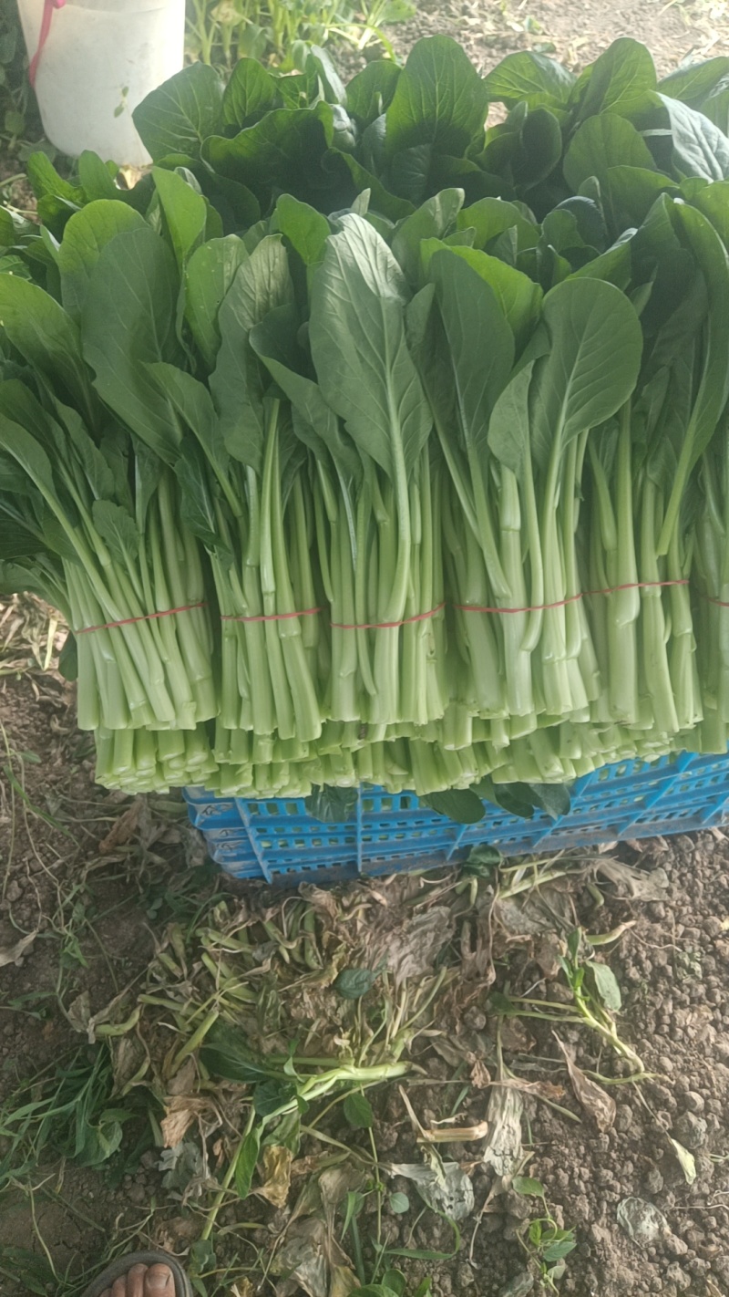 广东菜心