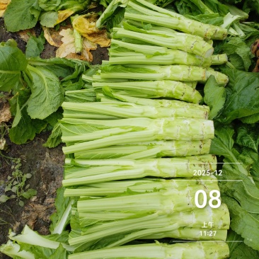 四川省德阳市板叶棒菜，花叶棒菜，大棚菜，陆地菜基地供应