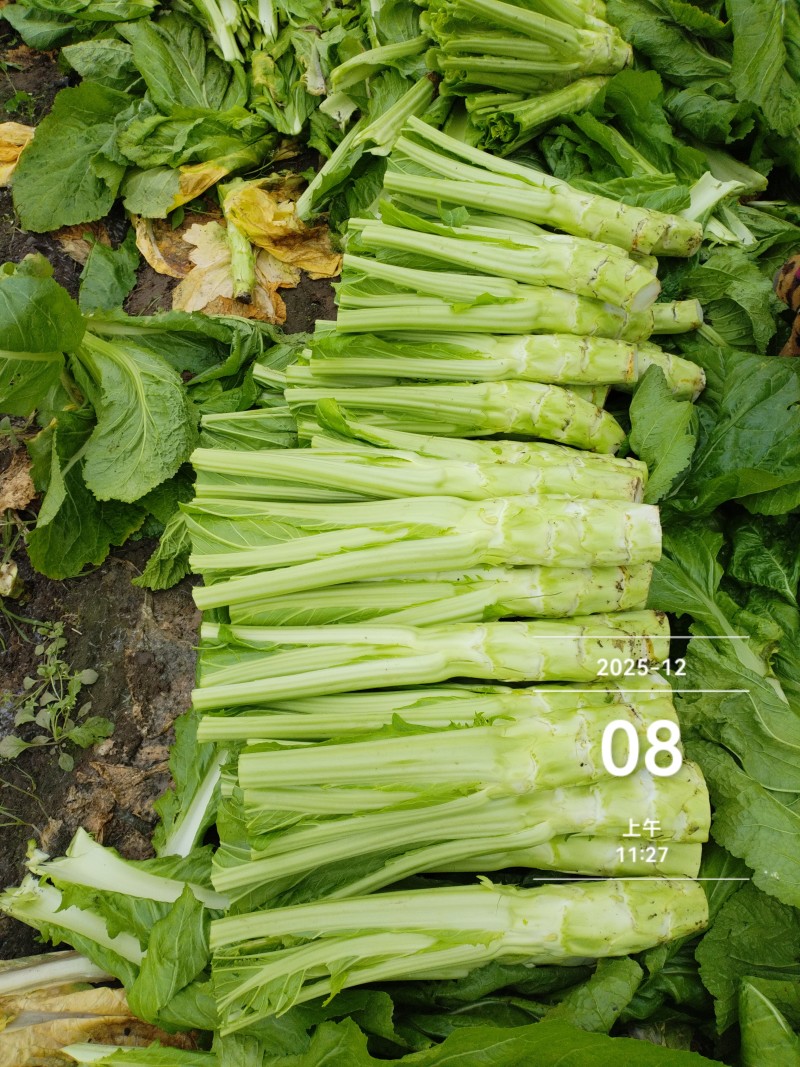 四川省德阳市板叶棒菜，花叶棒菜，大棚菜，陆地菜基地供应