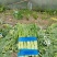四川省德阳市板叶棒菜，花叶棒菜，大棚菜，陆地菜基地供应