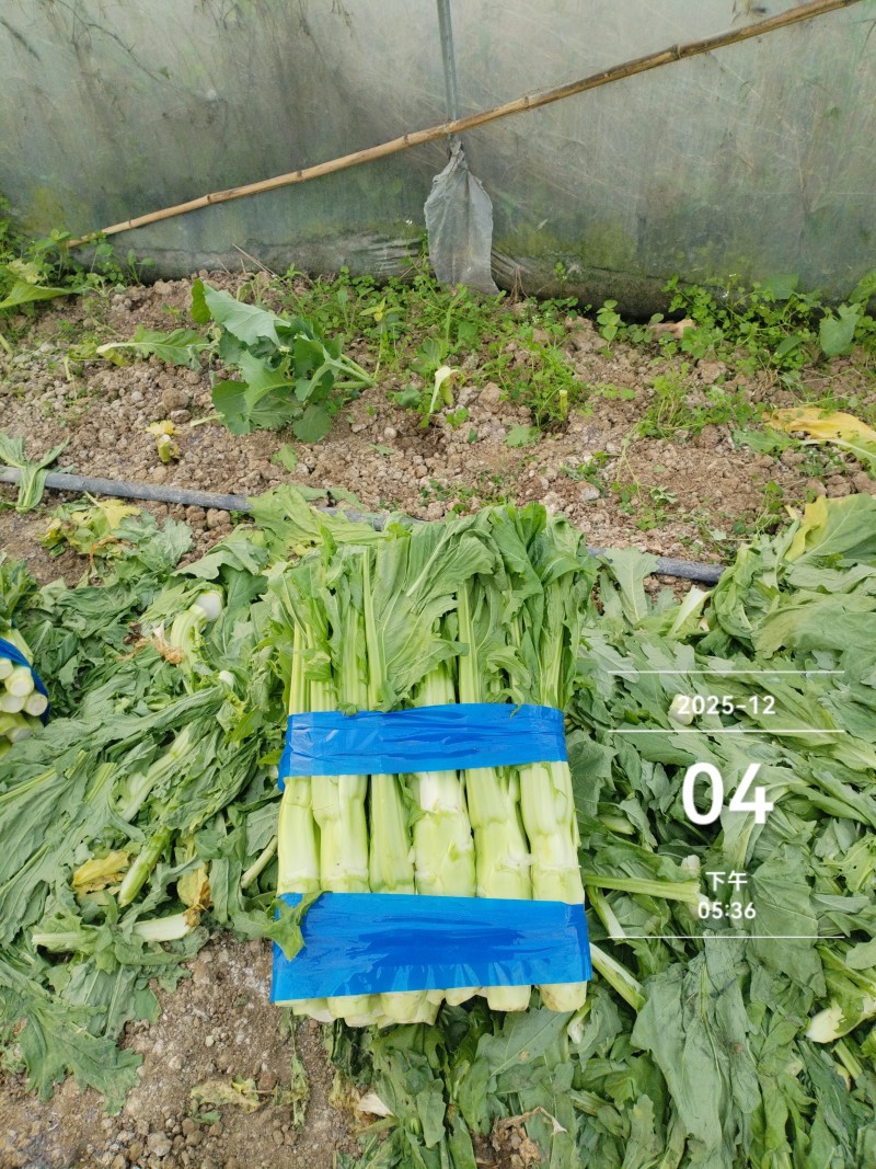 四川省德阳市板叶棒菜，花叶棒菜，大棚菜，陆地菜基地供应