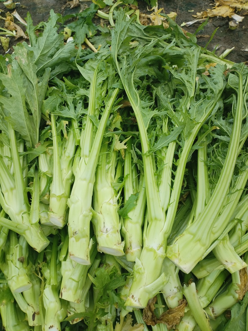 四川省德阳市板叶棒菜，花叶棒菜，大棚菜，陆地菜基地供应