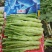 四川省德阳市板叶棒菜，花叶棒菜，大棚菜，陆地菜基地供应