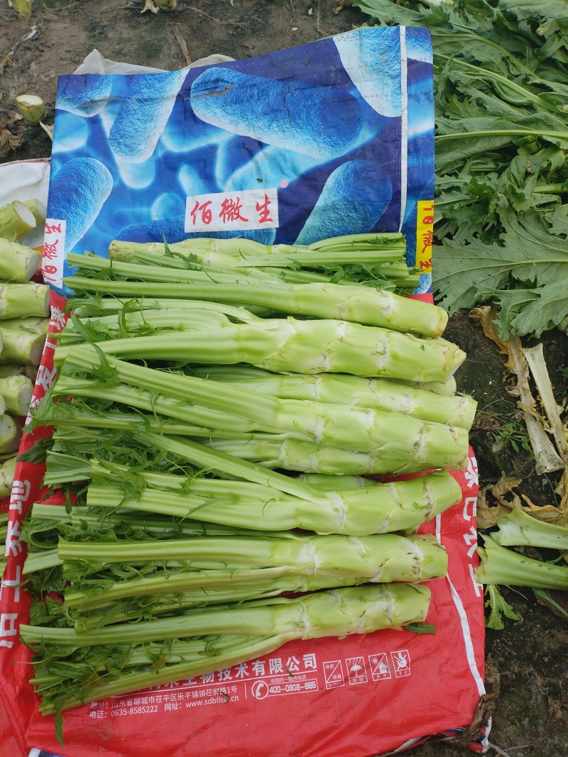 四川省德阳市板叶棒菜，花叶棒菜，大棚菜，陆地菜基地供应