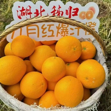 湖北九月红脐橙，全国发货，包邮到家，保质保量，诚信经营