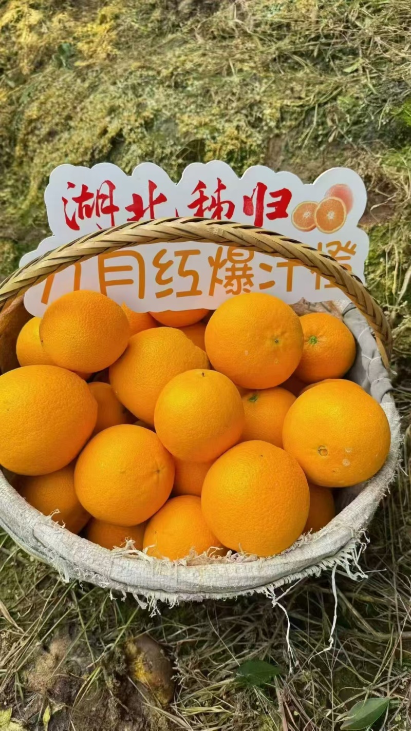 九月红脐橙，产地货源，全国发货，可视频看货，量大从优