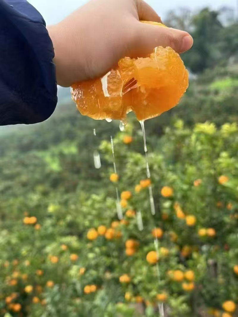 纽荷尔脐橙大量供应，全国发货，保质保量，对接各大批发市场