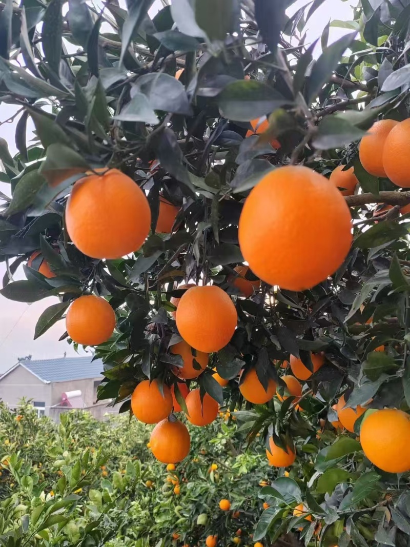 纽荷尔脐橙大量供应，全国发货，保质保量，对接各大批发市场