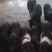 活体藏香猪、巴马香猪