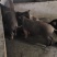 活体藏香猪、巴马香猪