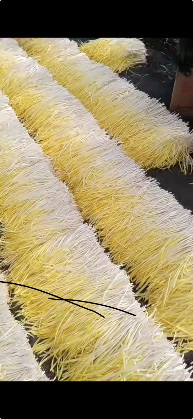 江苏丰县韭黄精品头刀黄韭