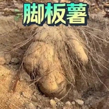 大薯脚板薯