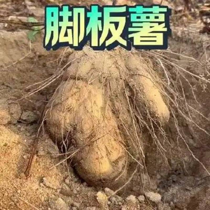 大薯脚板薯