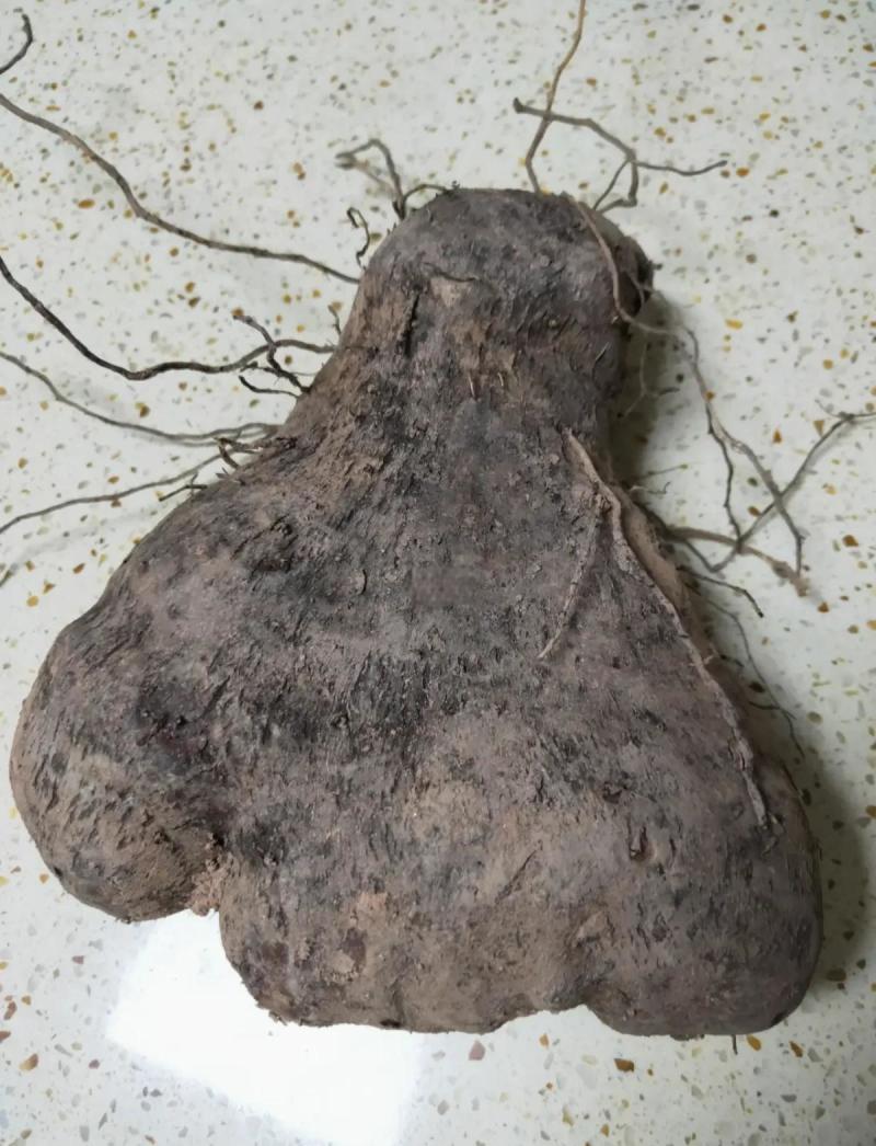 大薯脚板薯
