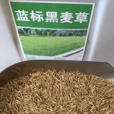 黑麦草种子