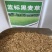 黑麦草种子