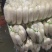萝卜白萝卜象牙白萝卜电商市场三排四排五排