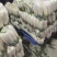 萝卜白萝卜象牙白萝卜电商市场三排四排五排