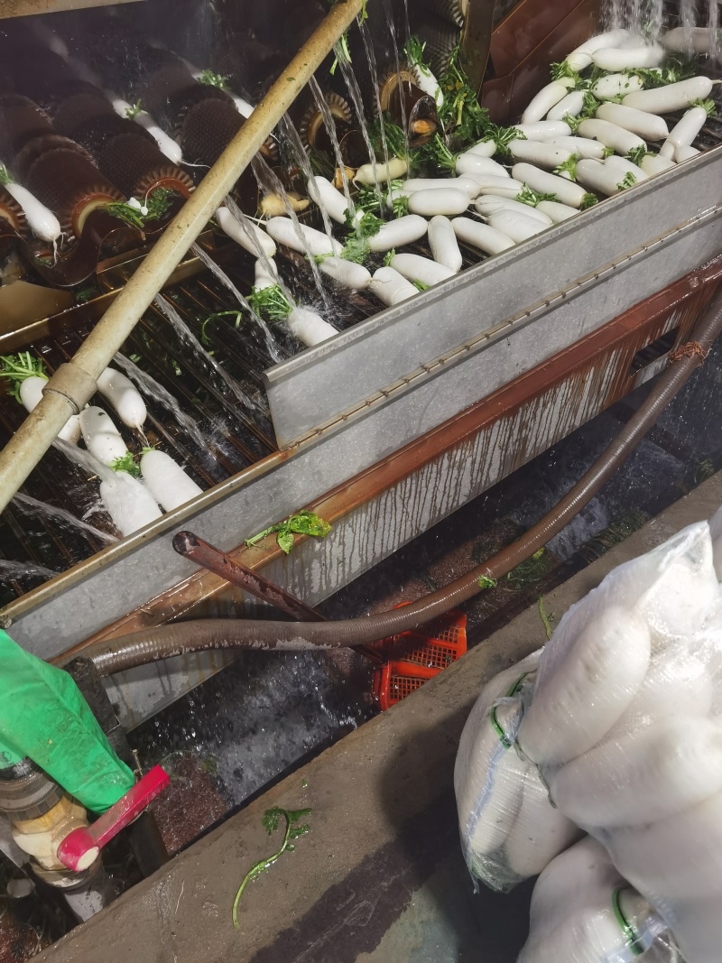 萝卜白萝卜象牙白萝卜电商市场三排四排五排