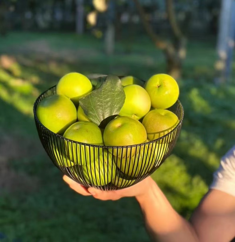 西双版纳苹果枣