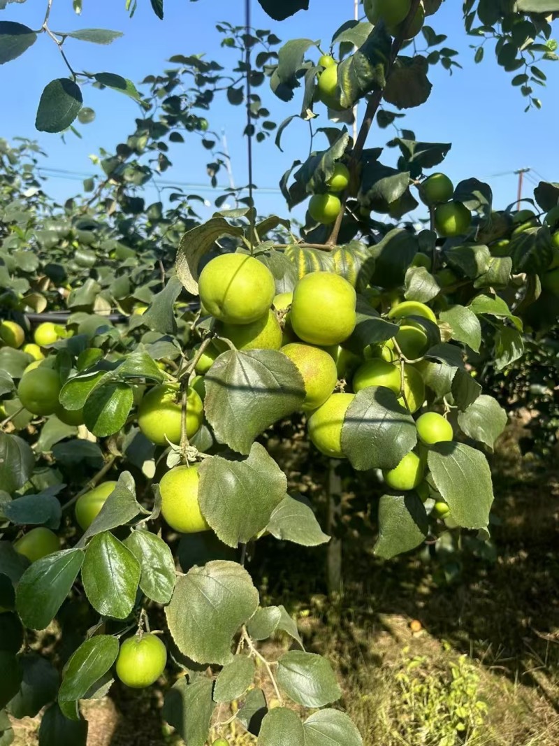西双版纳苹果枣