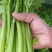 南阳芹菜色泽鲜亮、形态规整，无病斑、虫眼、腐烂变质；水果