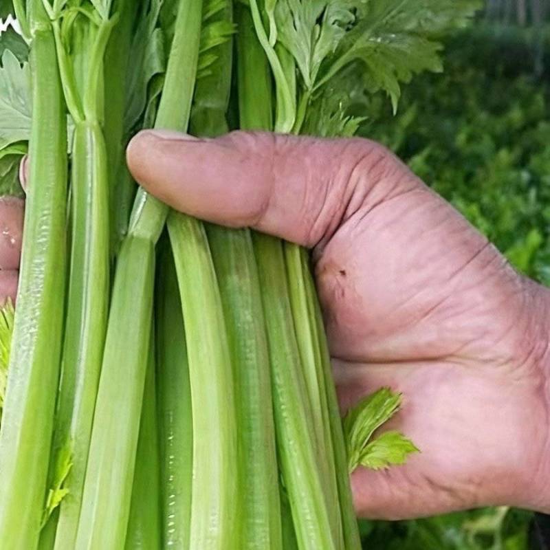 南阳芹菜色泽鲜亮、形态规整，无病斑、虫眼、腐烂变质；水果