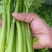 南阳芹菜色泽鲜亮、形态规整，无病斑、虫眼、腐烂变质；水果