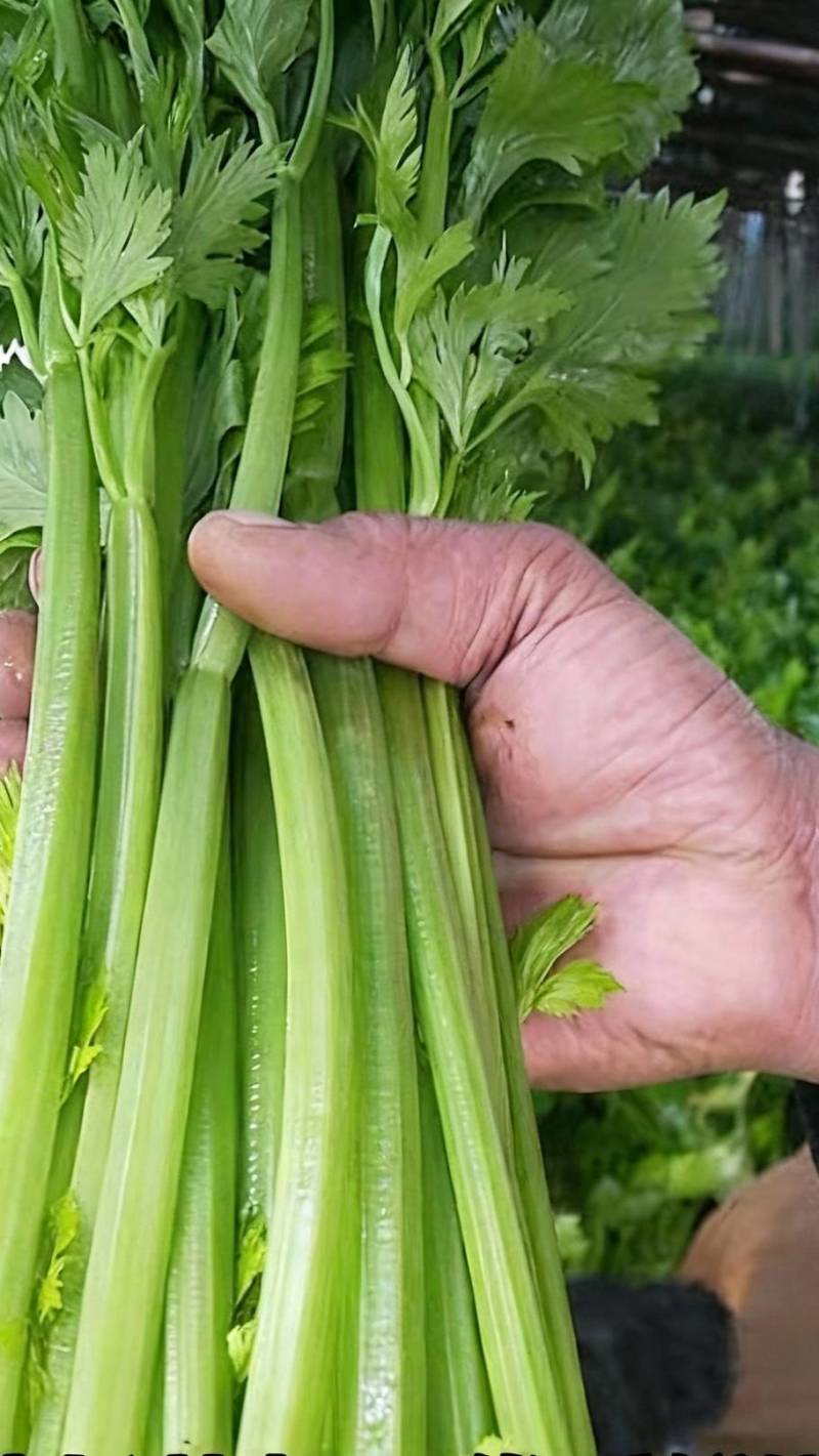 南阳芹菜色泽鲜亮、形态规整，无病斑、虫眼、腐烂变质；水果