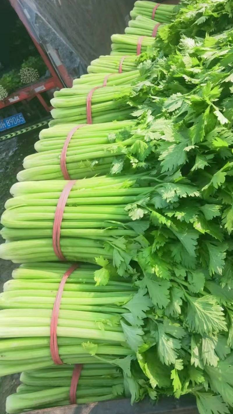 南阳芹菜色泽鲜亮、形态规整，无病斑、虫眼、腐烂变质；水果