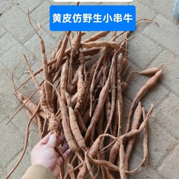 13元一斤黄皮仿野牛大力，12年老牛！