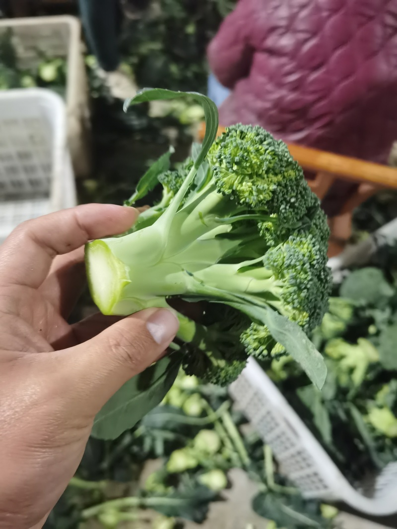 西兰花青花精品西兰花加工厂西兰花电商货市场货