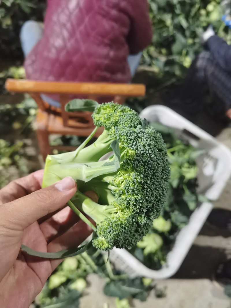 西兰花青花精品西兰花加工厂西兰花电商货市场货