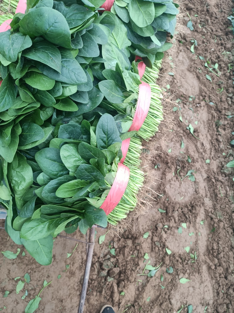 黑叶菠菜，