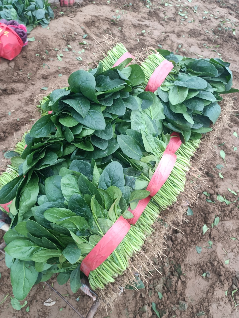 黑叶菠菜，