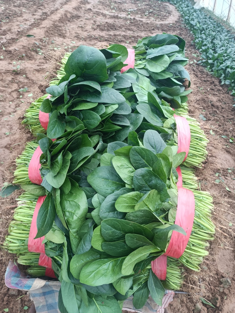 黑叶菠菜，