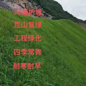 护坡复绿草籽，大量现货批发零售