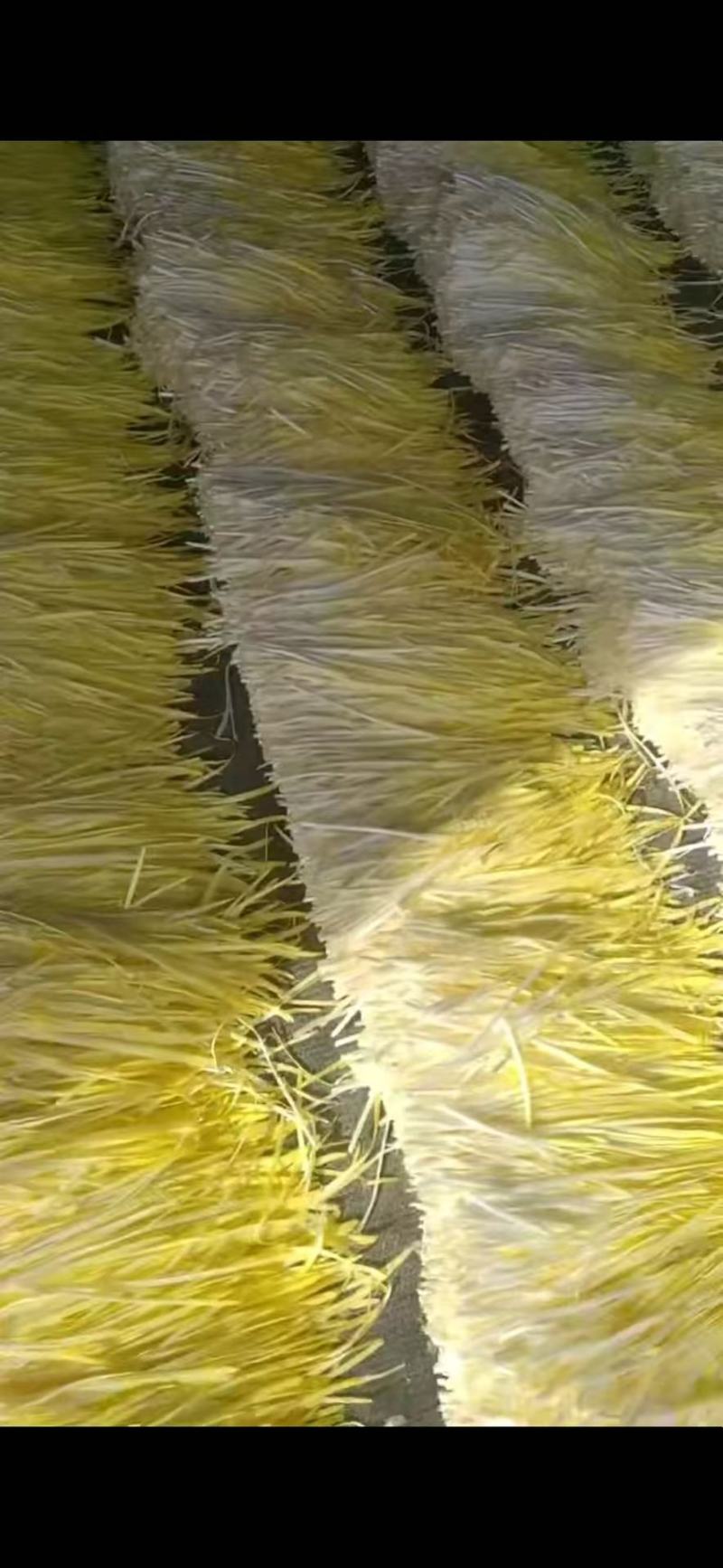 江苏丰县地窖精品韭黄头刀