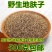 地肤子地夫子中药材正品地肤籽地肤子中草药