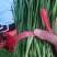 精品韭菜