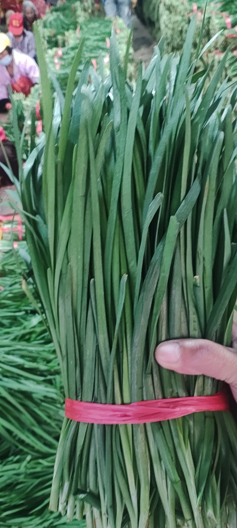 精品韭菜