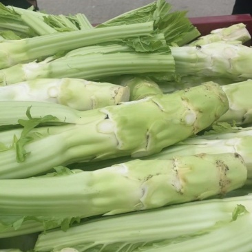 【优选】四川特色棒菜棒棒菜便宜处理欢迎各位老板来电