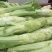 【优选】四川特色棒菜棒棒菜便宜处理欢迎各位老板来电