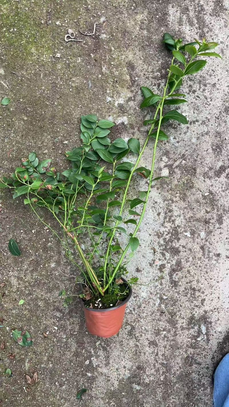 蓝莓树苗，带花发货