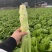 【优选】四川特色棒菜棒棒菜便宜处理欢迎各位老板来电