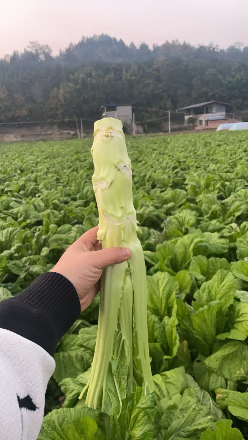 【优选】四川特色棒菜棒棒菜便宜处理欢迎各位老板来电