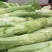 【优选】四川特色棒菜棒棒菜便宜处理欢迎各位老板来电