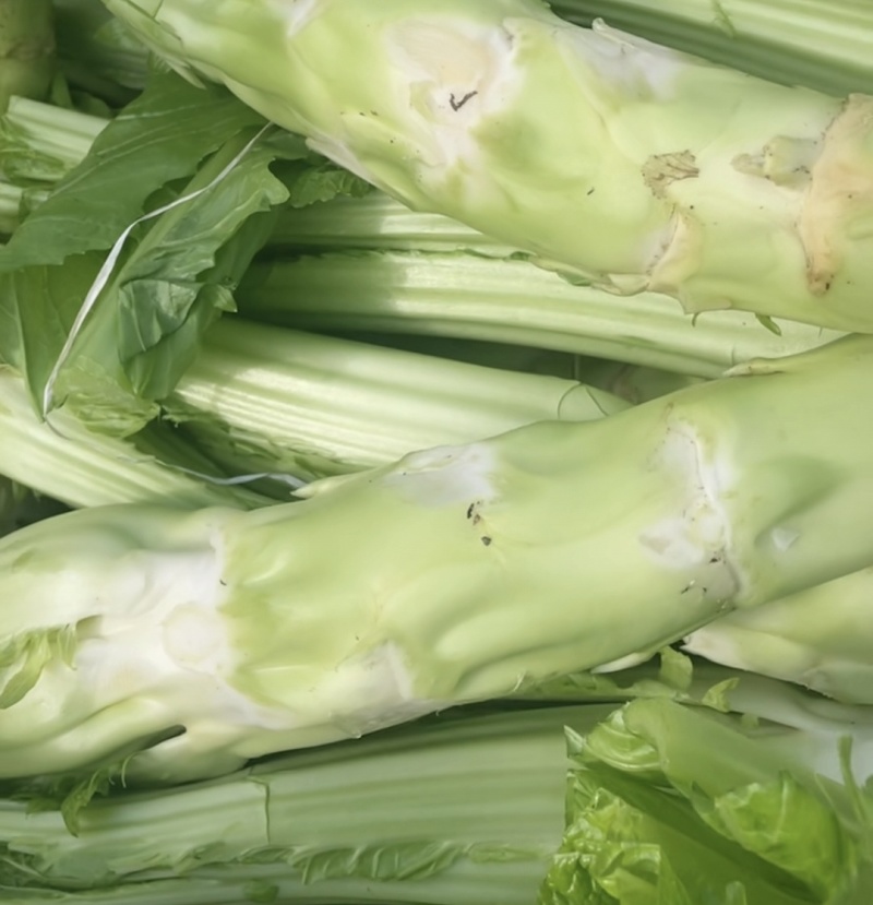 【优选】四川特色棒菜棒棒菜便宜处理欢迎各位老板来电