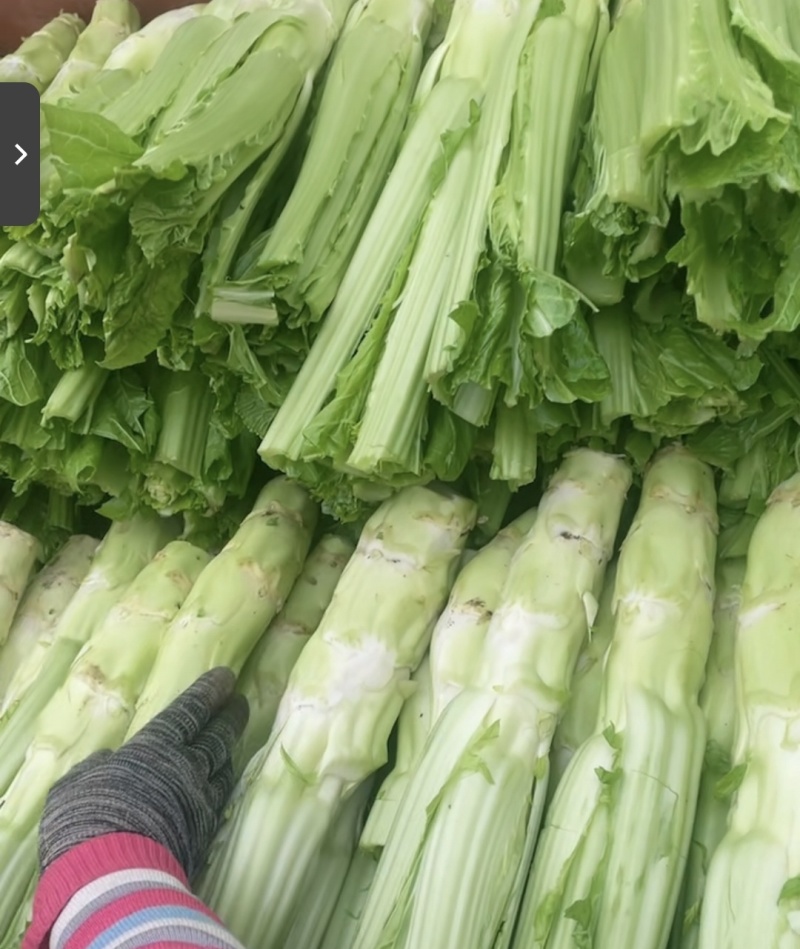 【优选】四川特色棒菜棒棒菜便宜处理欢迎各位老板来电