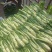 【优选】四川特色棒菜棒棒菜便宜处理欢迎各位老板来电